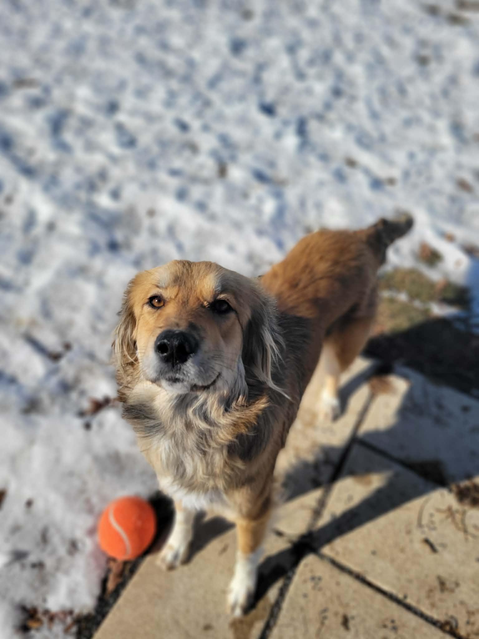 Enlarge Fern, an adopted mixed breed in Chambersburg, PA image 1/1