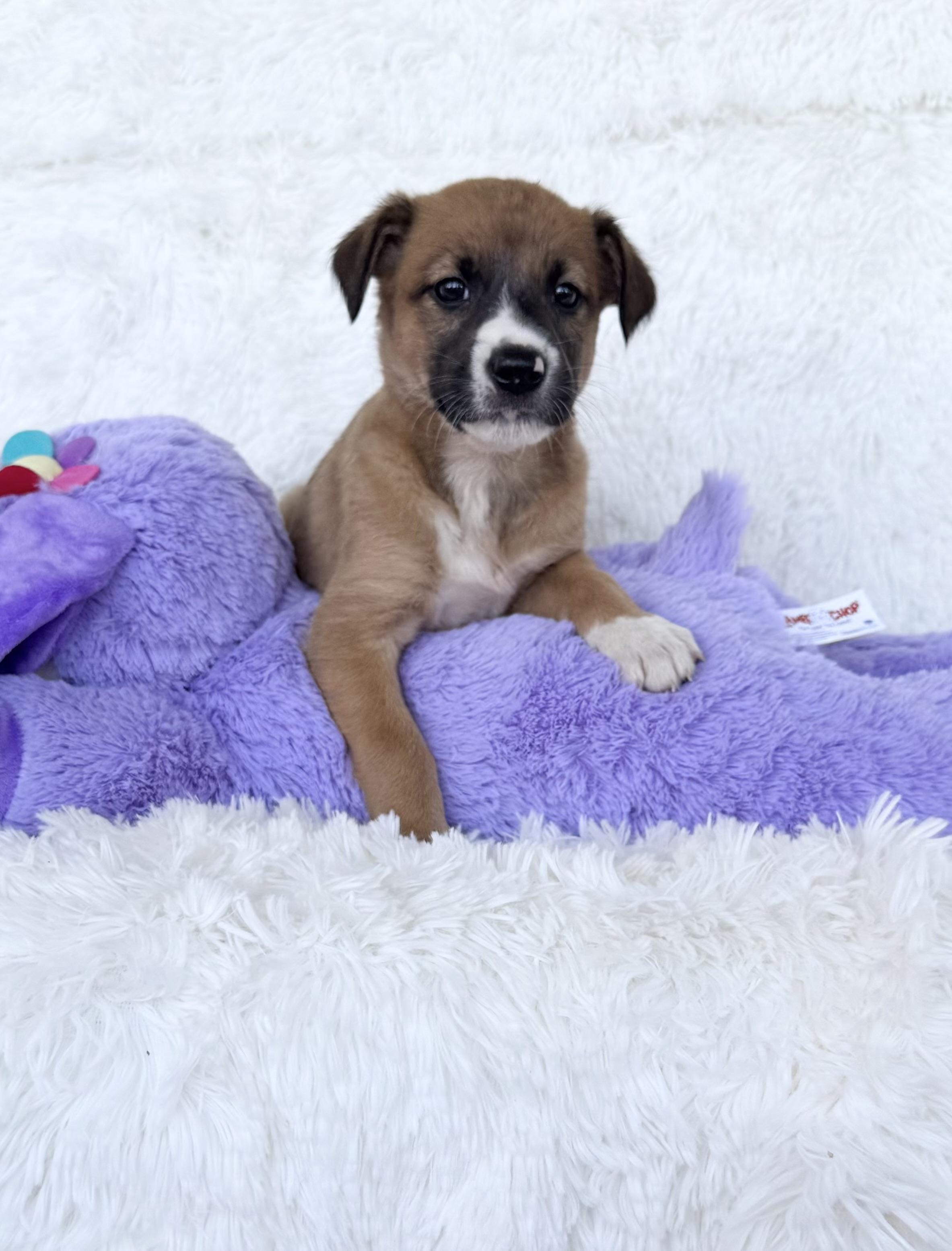 Enlarge Cinnamon, a ADOPTABLE mixed breed in Lake Worth, FL image 1/4