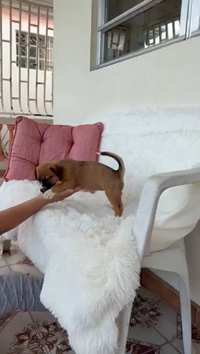 Enlarge Cinnamon, a ADOPTABLE mixed breed in Lake Worth, FL video 3/4