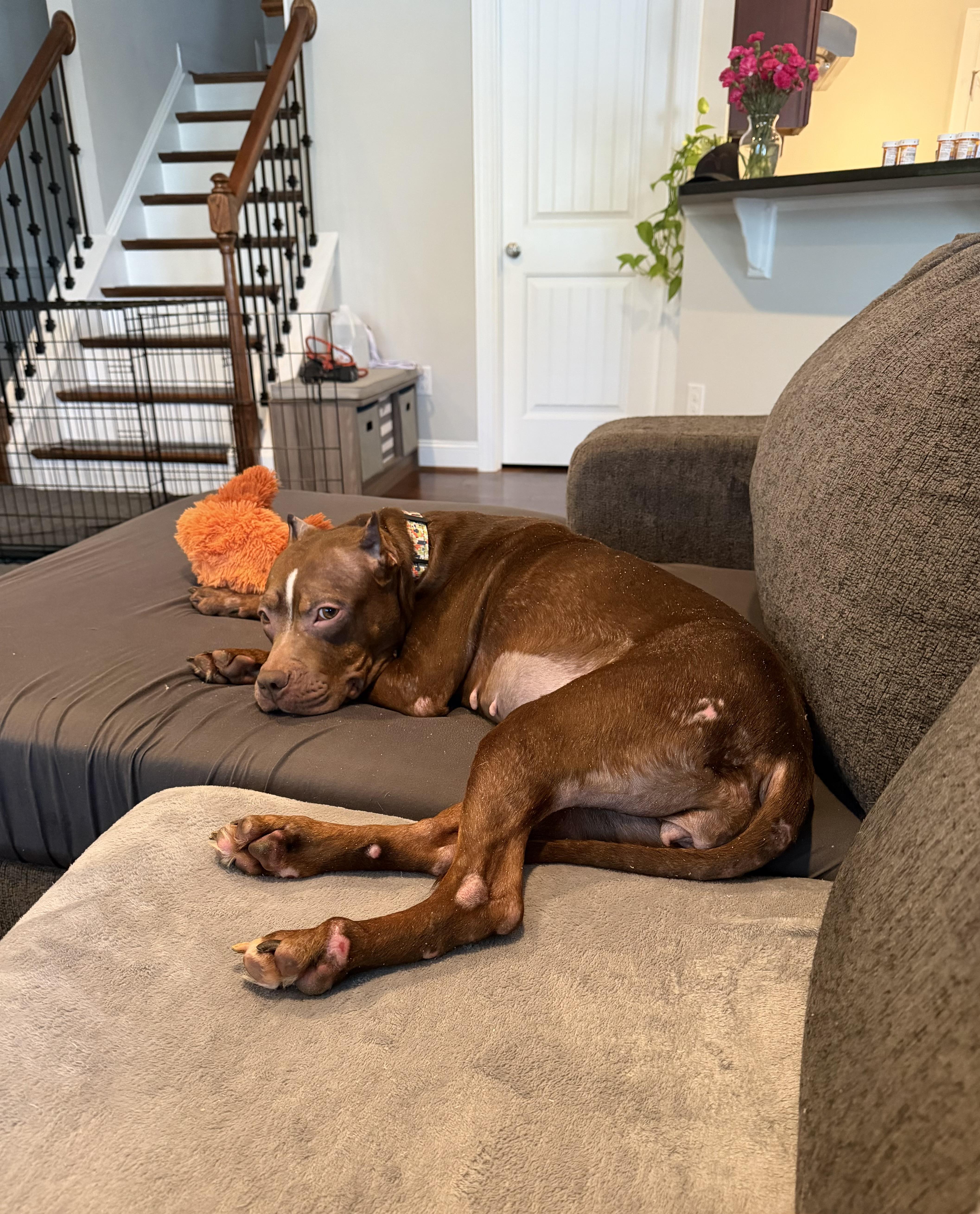 Enlarge Harlow- They Tried to Break Her… But Harlow Chose Love. Please Choose Her., a Adoptable mixed breed in Burlington, VT image 4/5