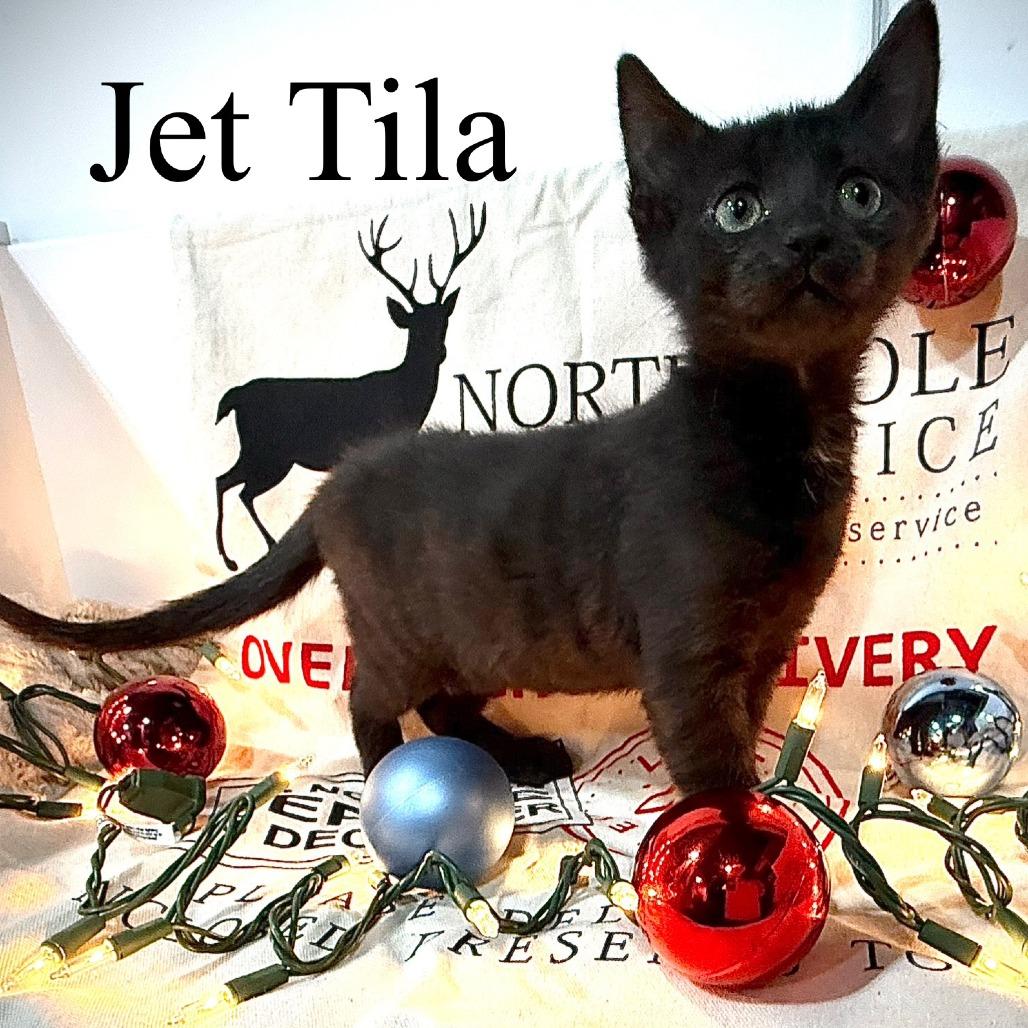 Enlarge Jet Tila, a Adoptable Domestic Short Hair in Bloomington, IL image 1/2