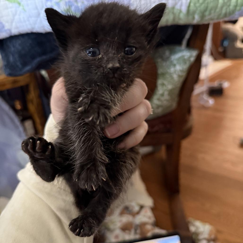 Enlarge Jet Tila, a Adoptable Domestic Short Hair in Bloomington, IL image 2/2