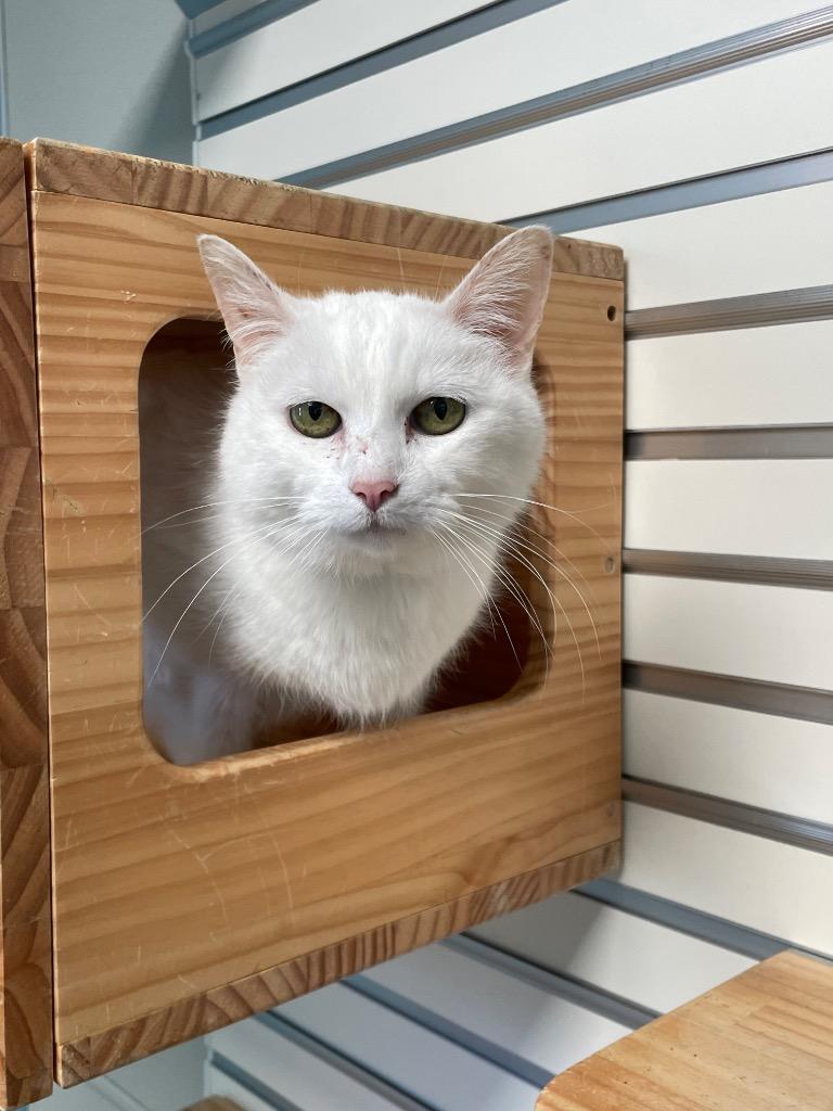 Jude, an adoptable Domestic Short Hair in New Philadelphia, OH, 44663 | Photo Image 2