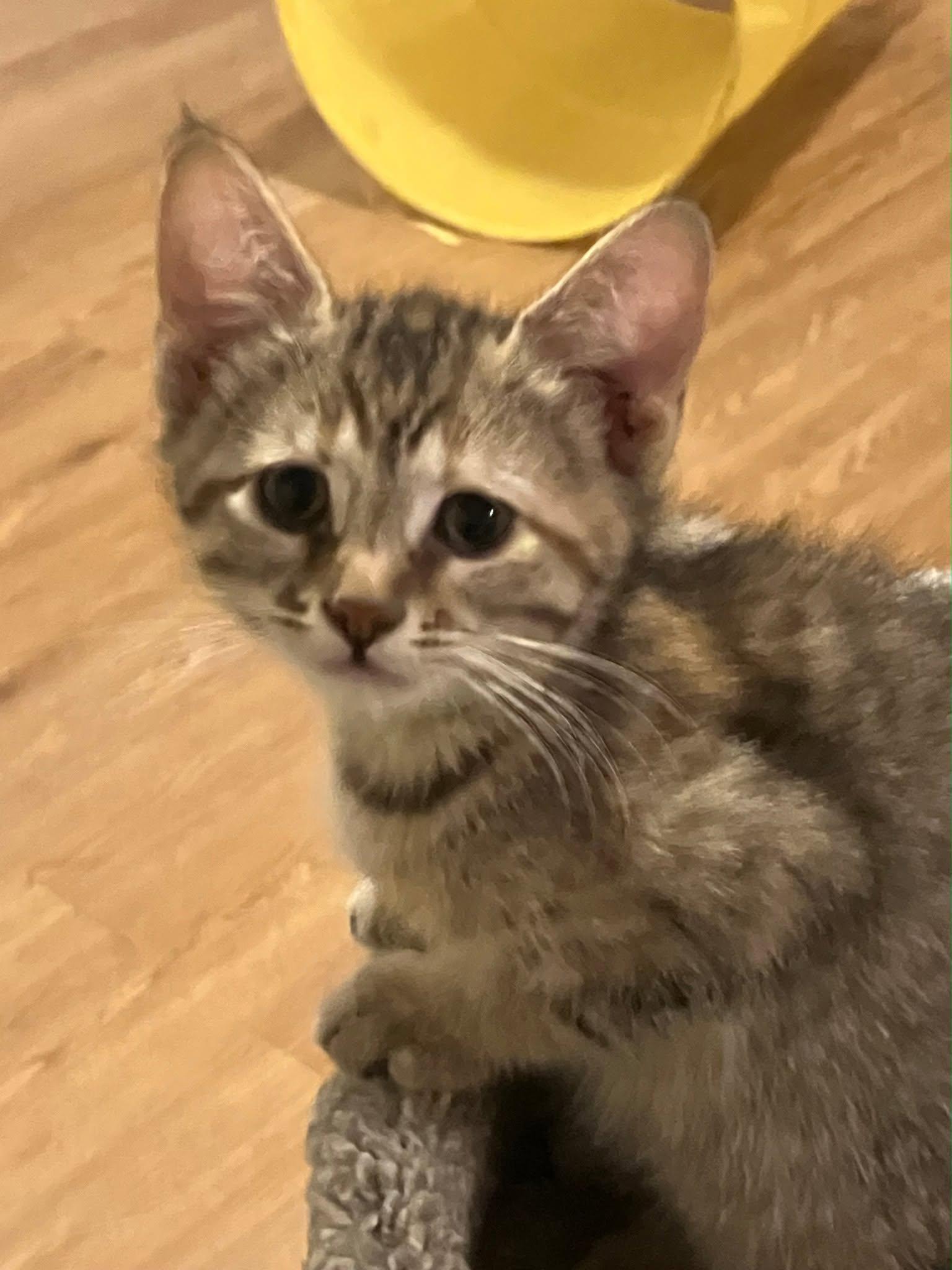 Button, a ADOPTABLE Domestic Short Hair in Rochester, NY image 2/4