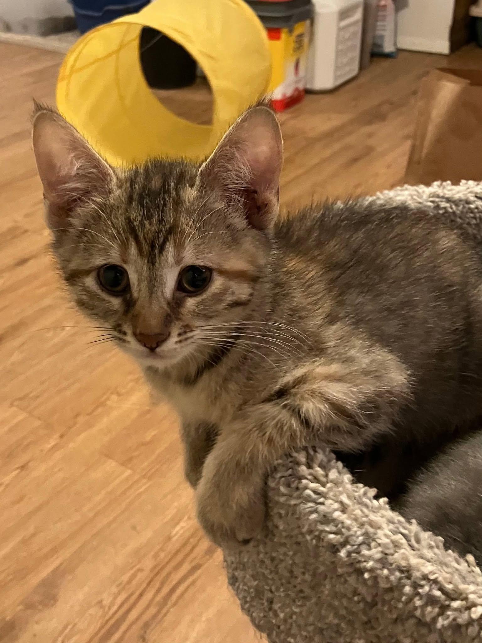 Button, a ADOPTABLE Domestic Short Hair in Rochester, NY image 4/4