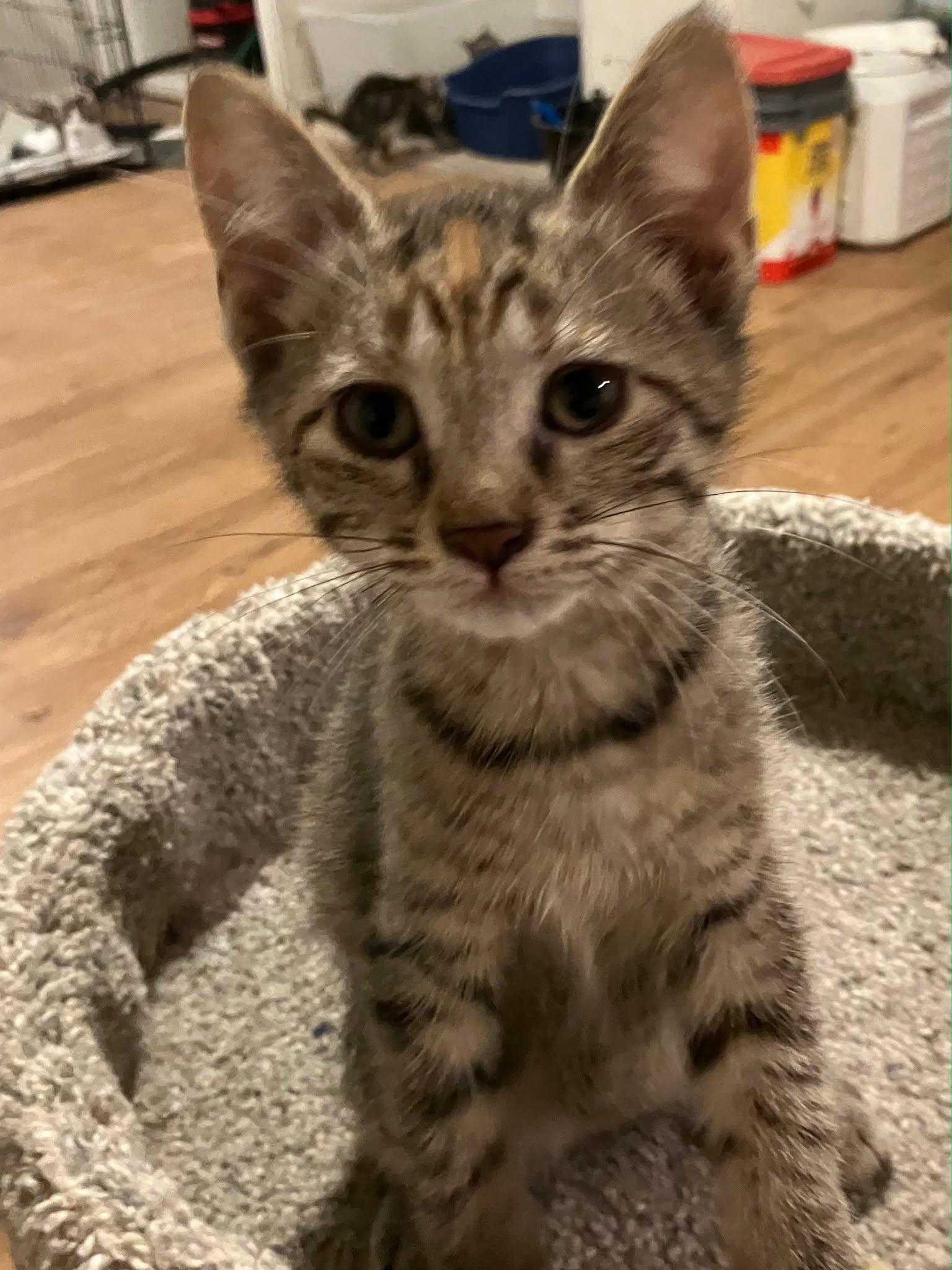 Button, ADOPTABLE, Young Female Domestic Short Hair.