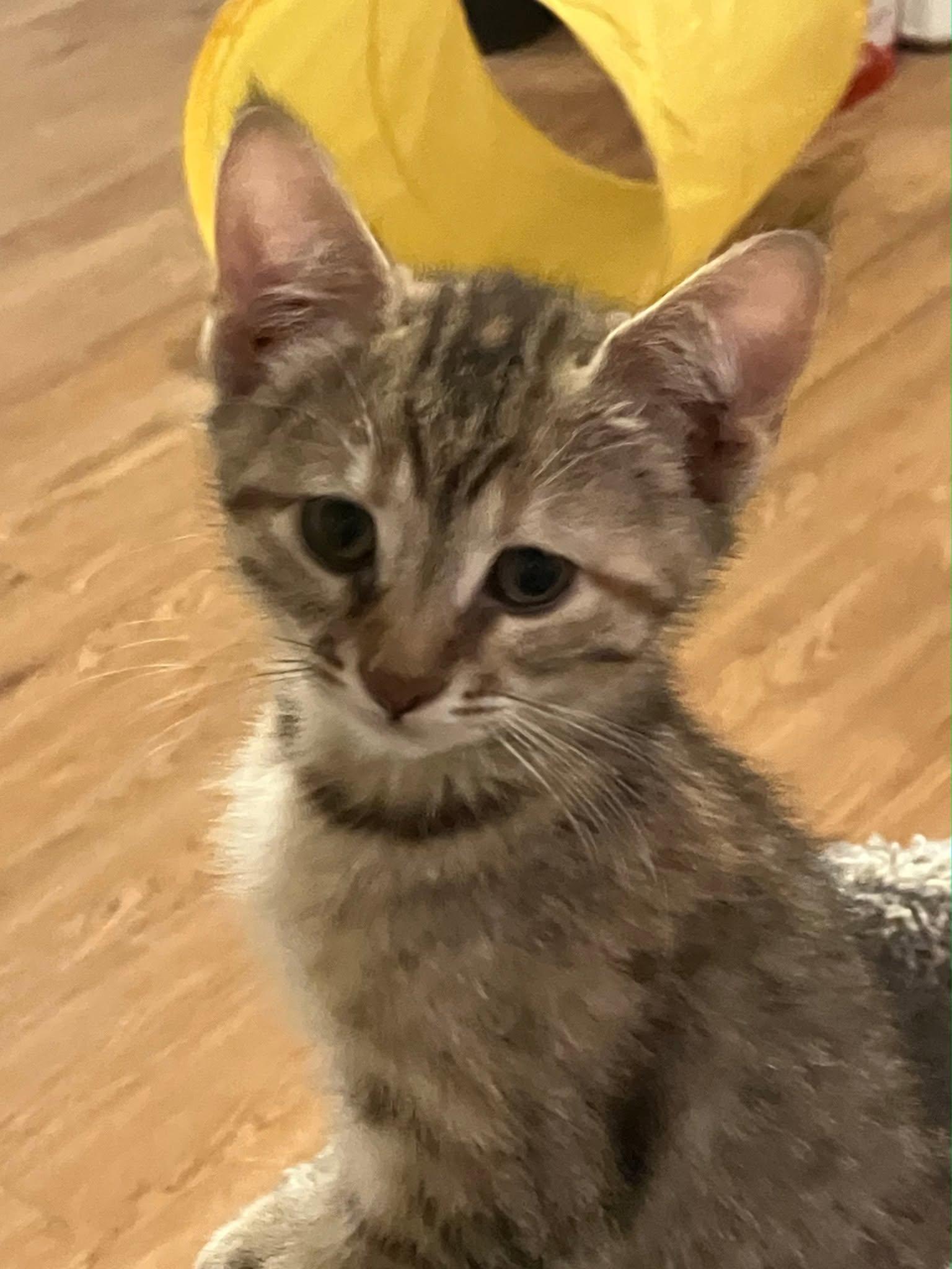 Button, a ADOPTABLE Domestic Short Hair in Rochester, NY image 3/4
