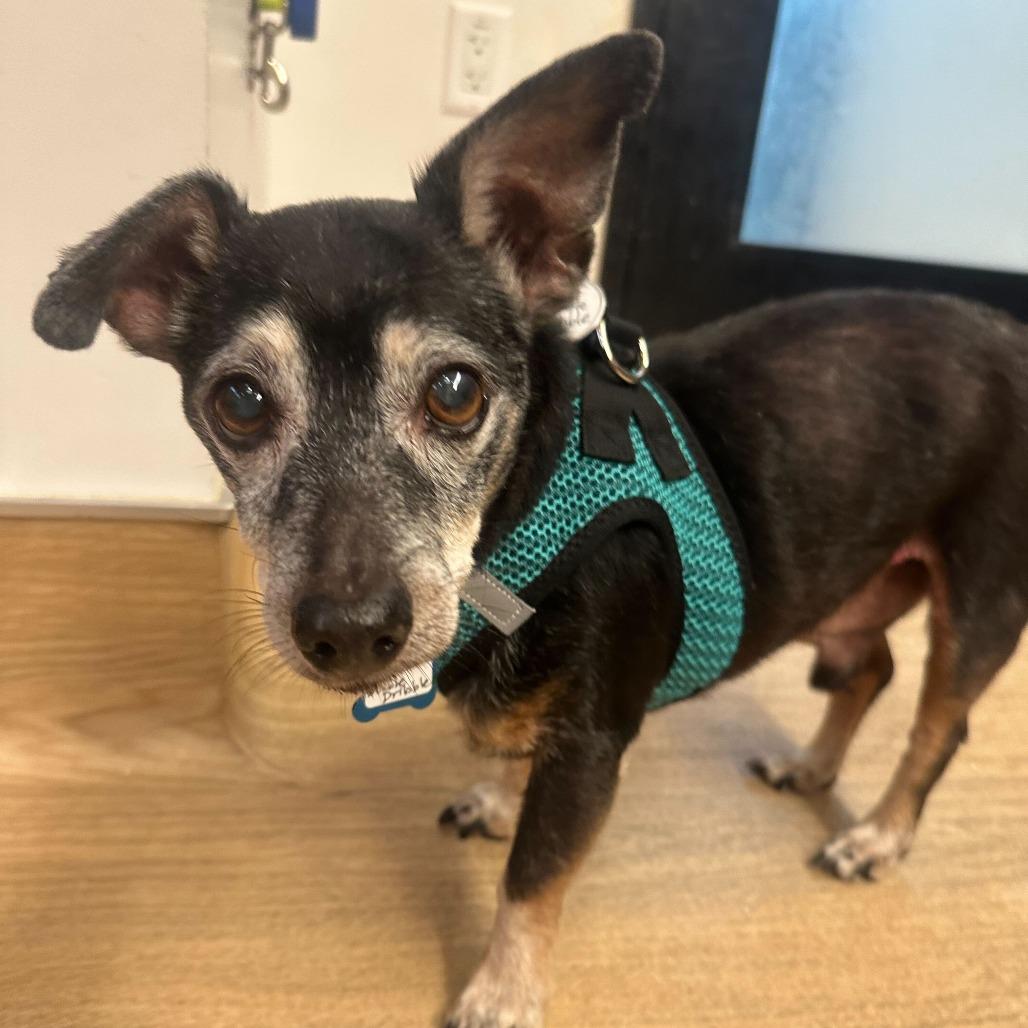 Double Dribble 13650, Adoptable, Senior Male Miniature Pinscher & Chihuahua.