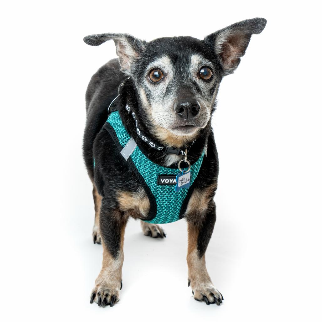 Enlarge Double Dribble 13650, a Adoptable mixed breed in San Francisco, CA image 2/6