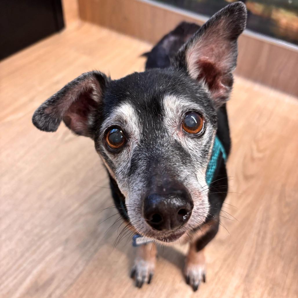 Double Dribble 13650, a Adoptable mixed breed in San Francisco, CA image 2/6