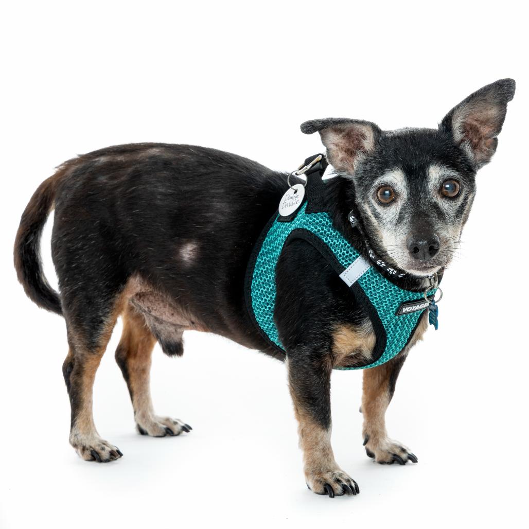 Double Dribble 13650, a Adoptable mixed breed in San Francisco, CA image 3/6