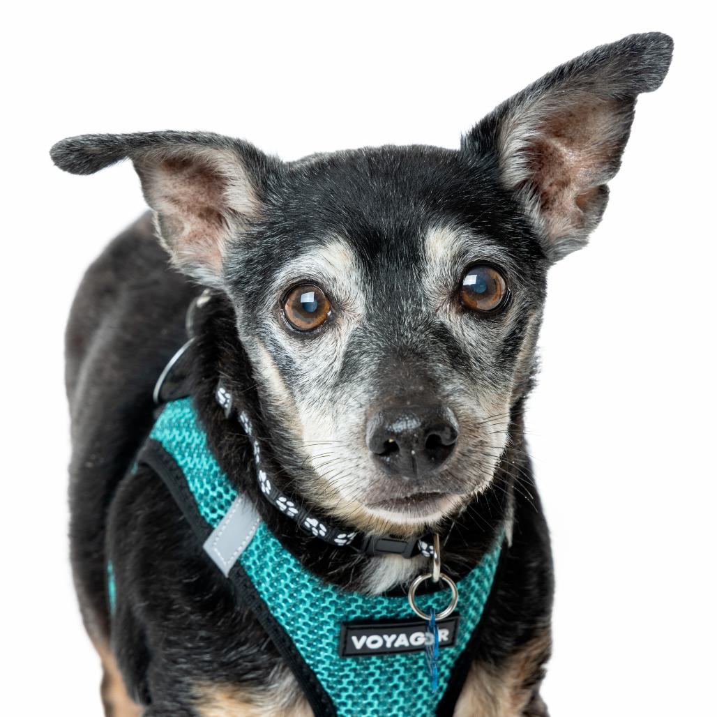 Double Dribble 13650, a Adoptable mixed breed in San Francisco, CA image 5/6