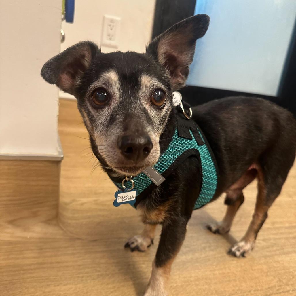 Double Dribble 13650, a Adoptable mixed breed in San Francisco, CA image 6/6