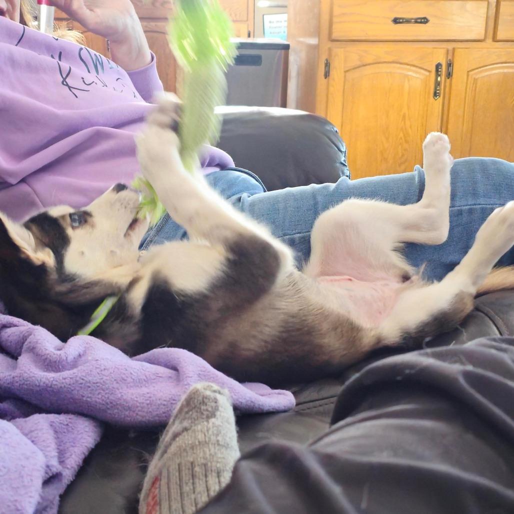 Macy, a Adoptable mixed breed in Blaine, MN image 1/5