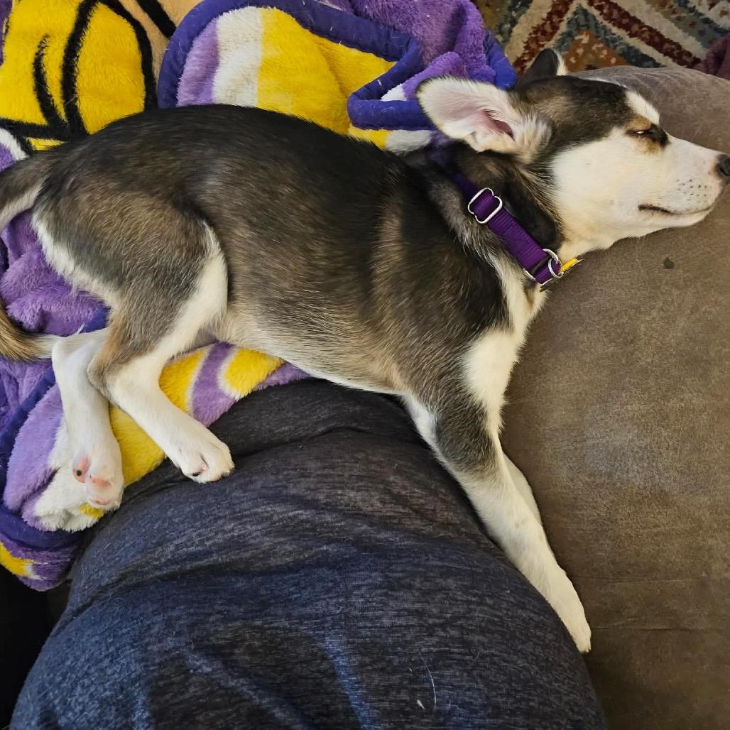 Macy, a Adoptable mixed breed in Blaine, MN image 2/5