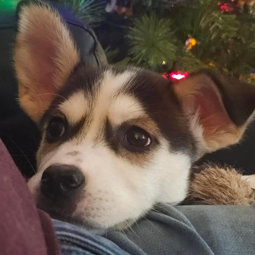 Macy, a Adoptable mixed breed in Blaine, MN image 4/5