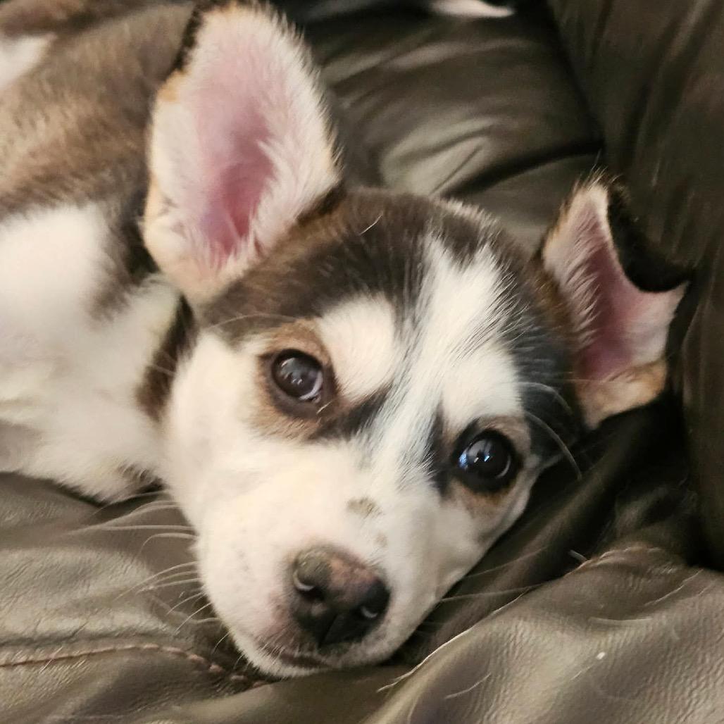 Macy, a Adoptable mixed breed in Blaine, MN image 5/5