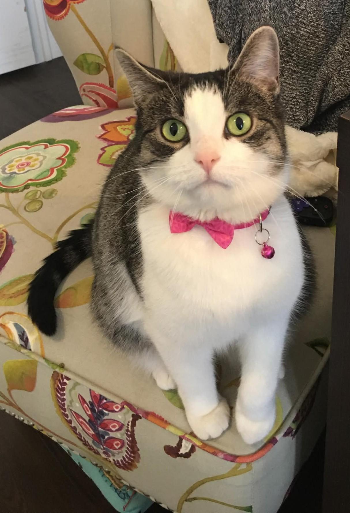 Enlarge Tink, a ADOPTABLE Tabby in Stoney Creek, ON image 1/4