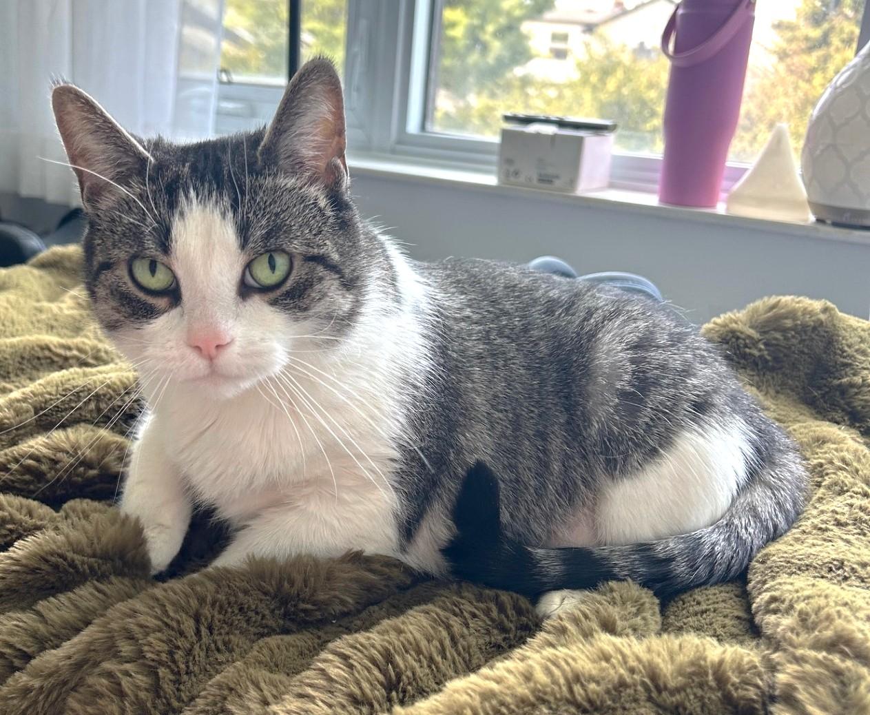 Enlarge Tink, a ADOPTABLE Tabby in Stoney Creek, ON image 2/4