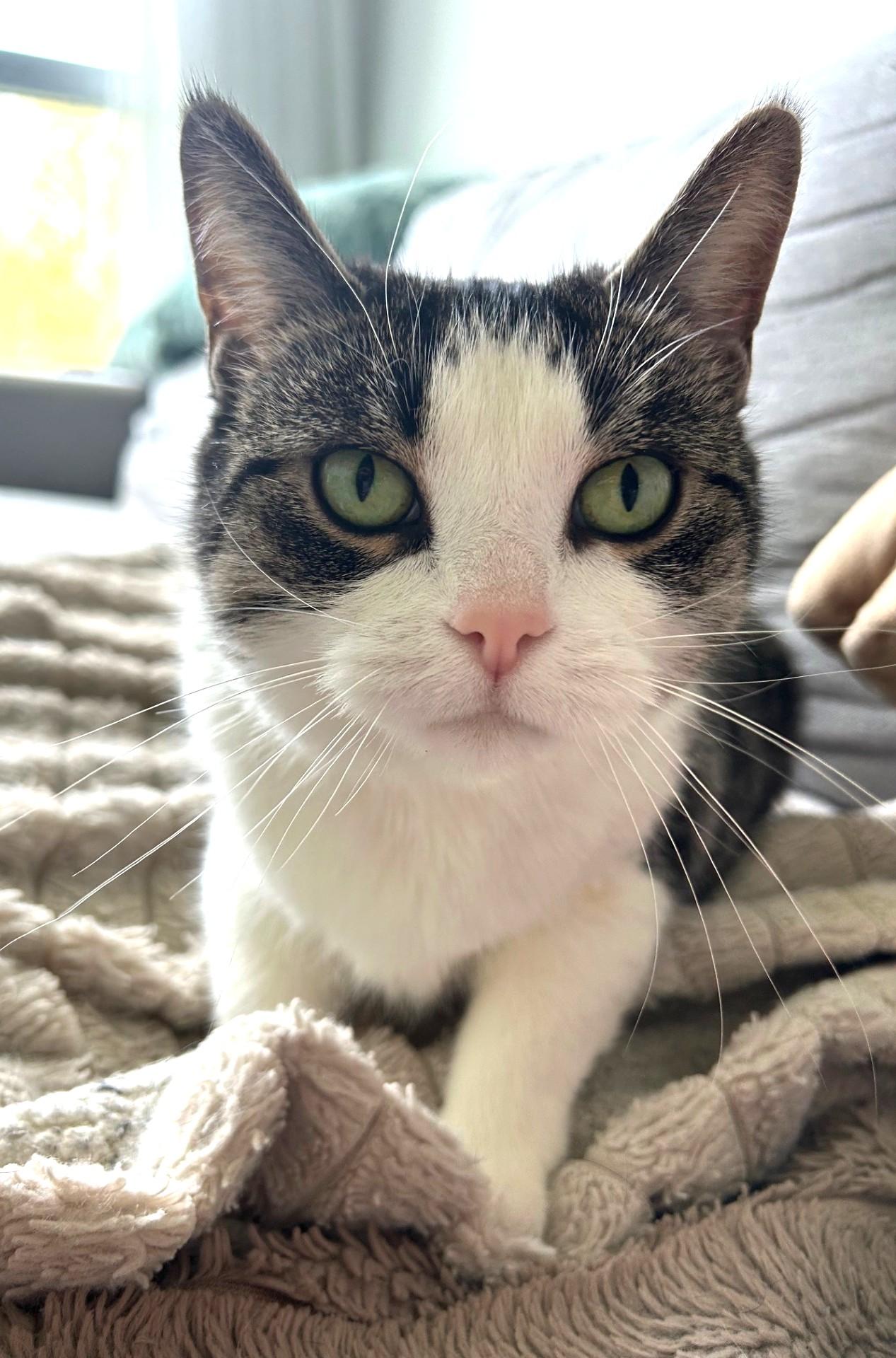 Enlarge Tink, a ADOPTABLE Tabby in Stoney Creek, ON image 3/4