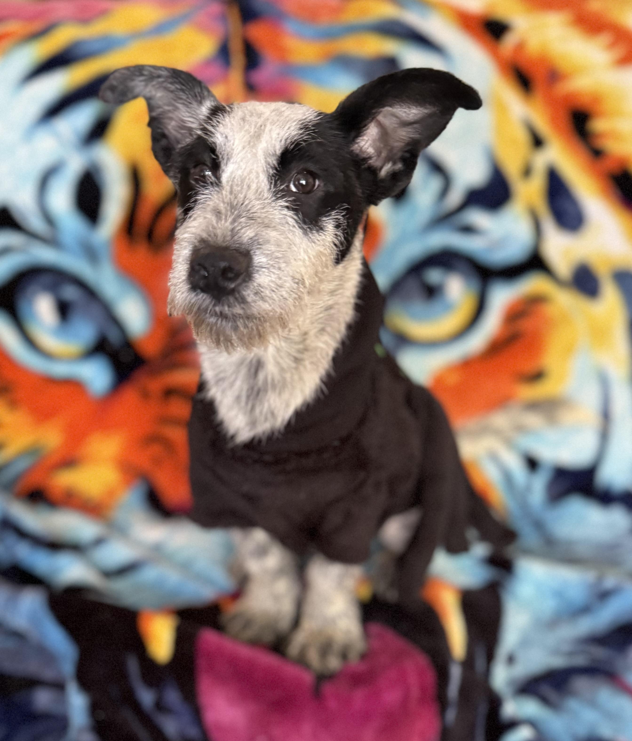 Gru, Adoptable, Puppy Male Australian Cattle Dog / Blue Heeler & Dachshund.