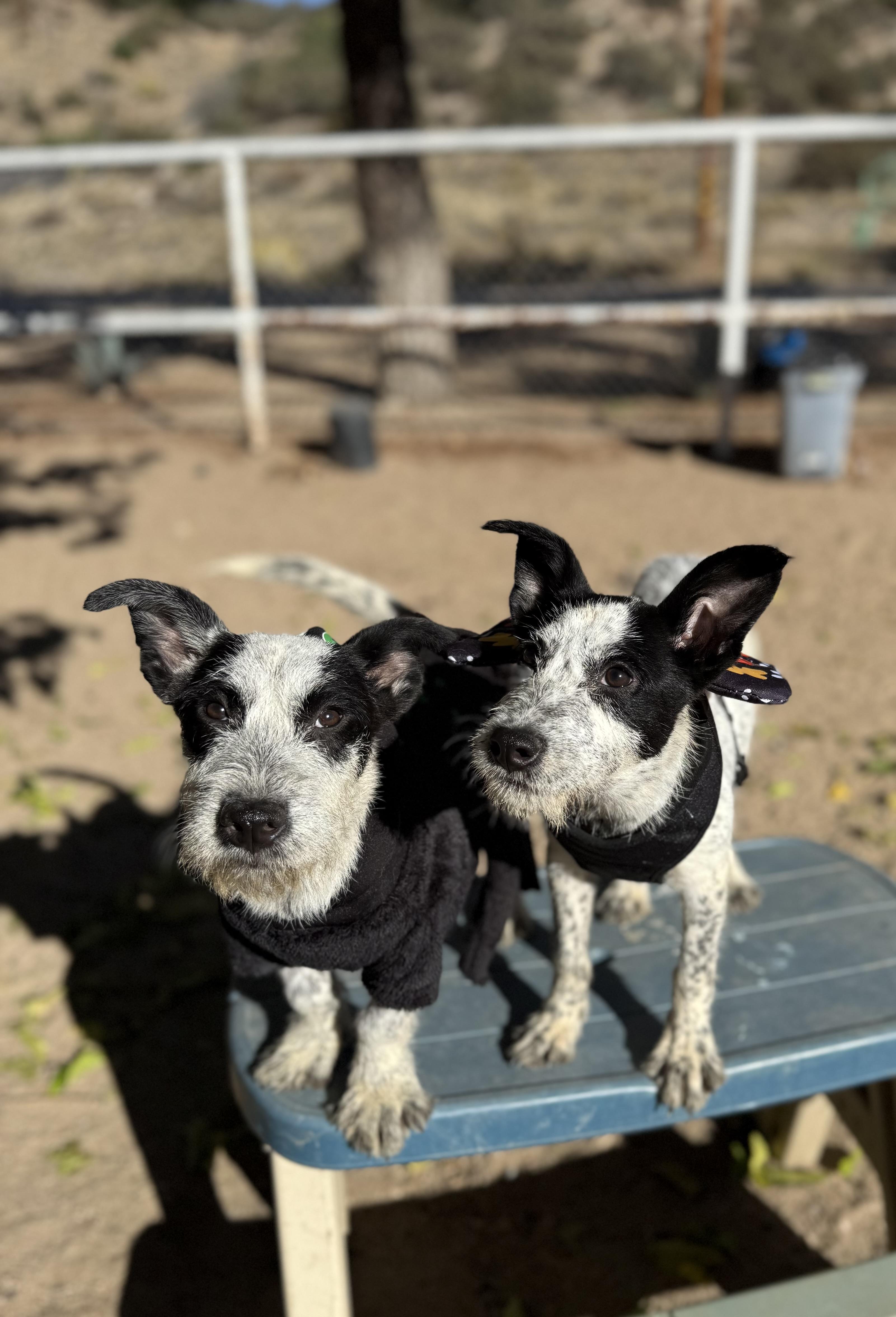 Gru, a Adoptable mixed breed in Hesperia, CA image 5/6