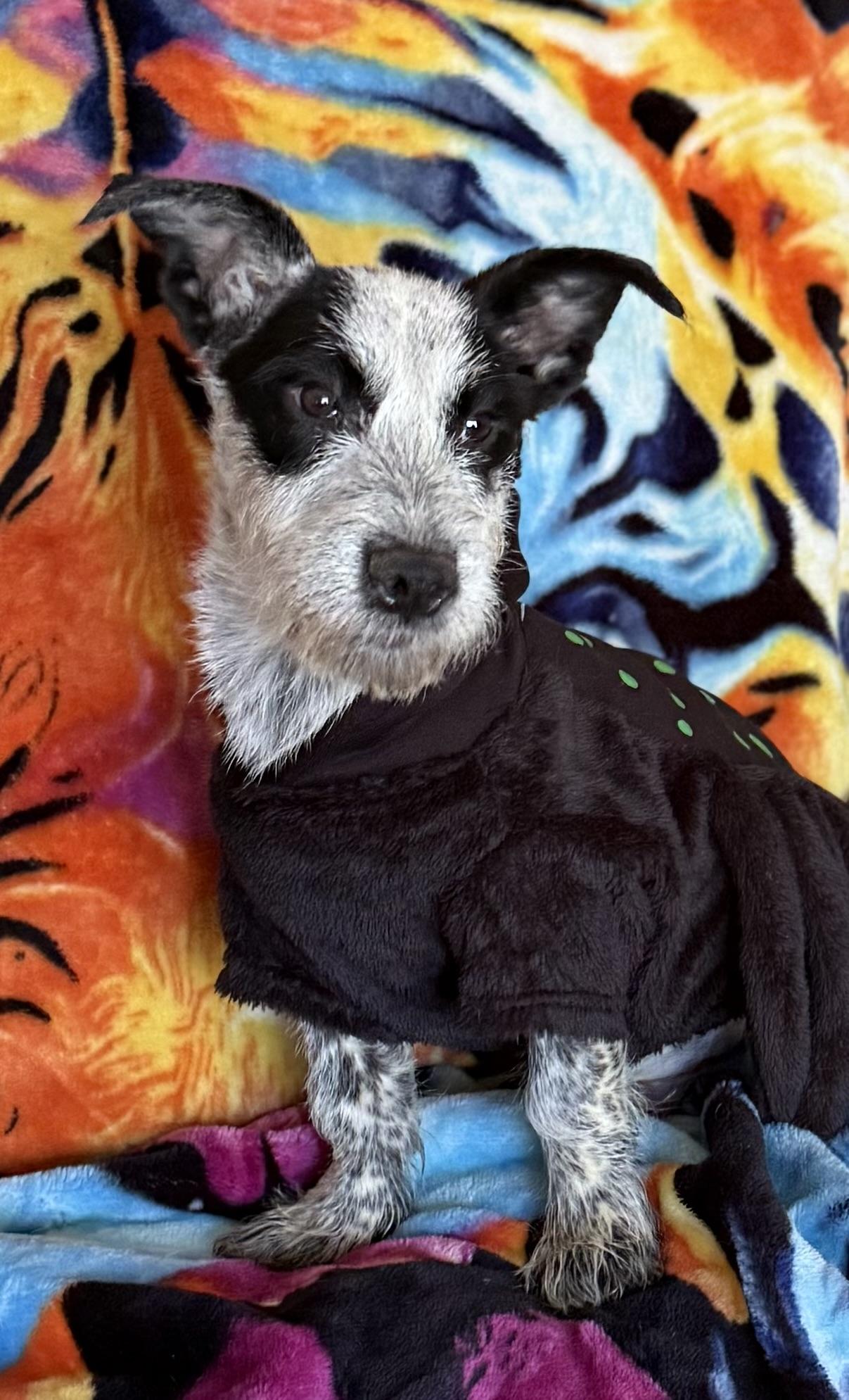 Gru, a Adoptable mixed breed in Hesperia, CA image 2/6