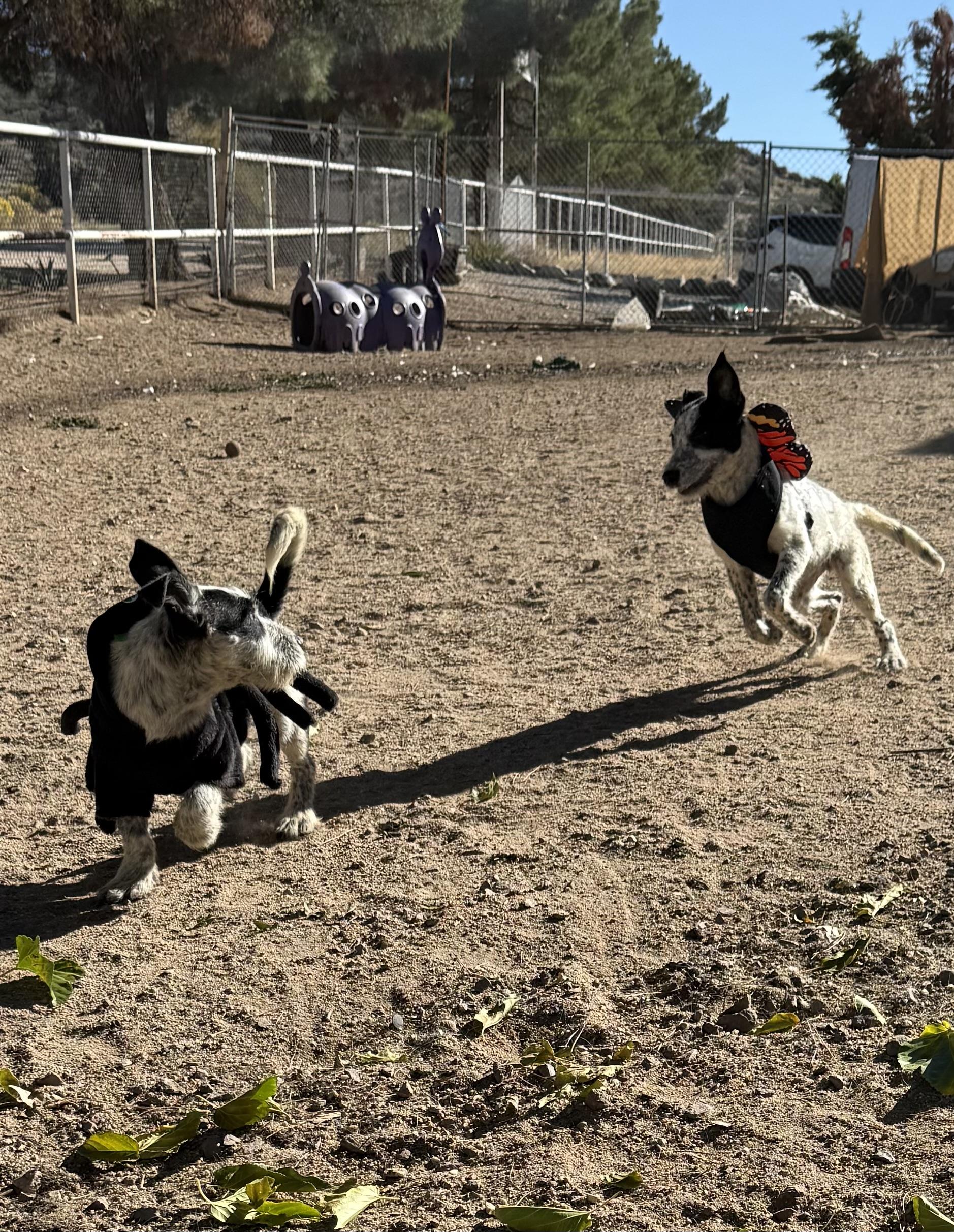 Gru, a Adoptable mixed breed in Hesperia, CA image 6/6