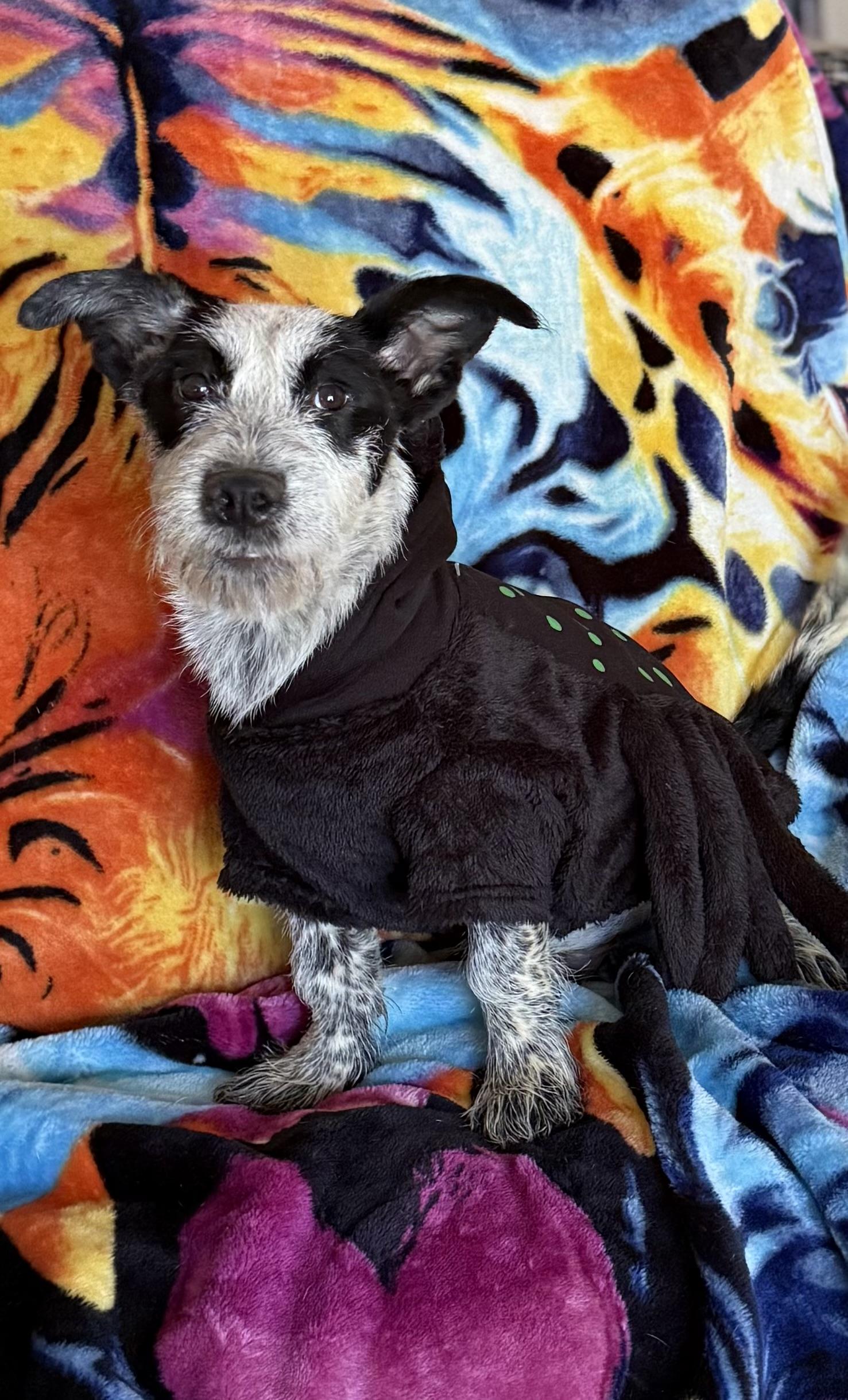 Gru, a Adoptable mixed breed in Hesperia, CA image 4/6