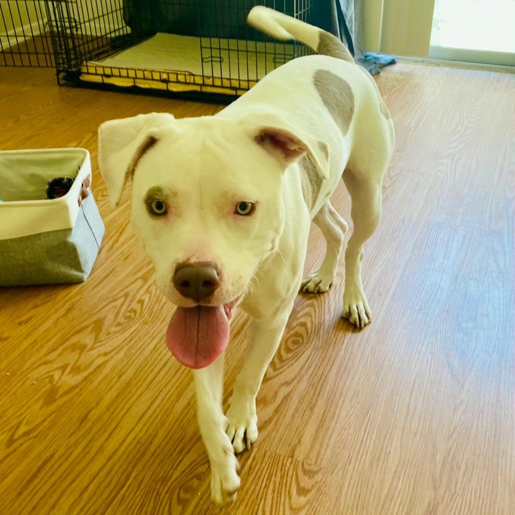 LOTTIE, a Adoptable Pit Bull Terrier in Ontario, CA image 2/3