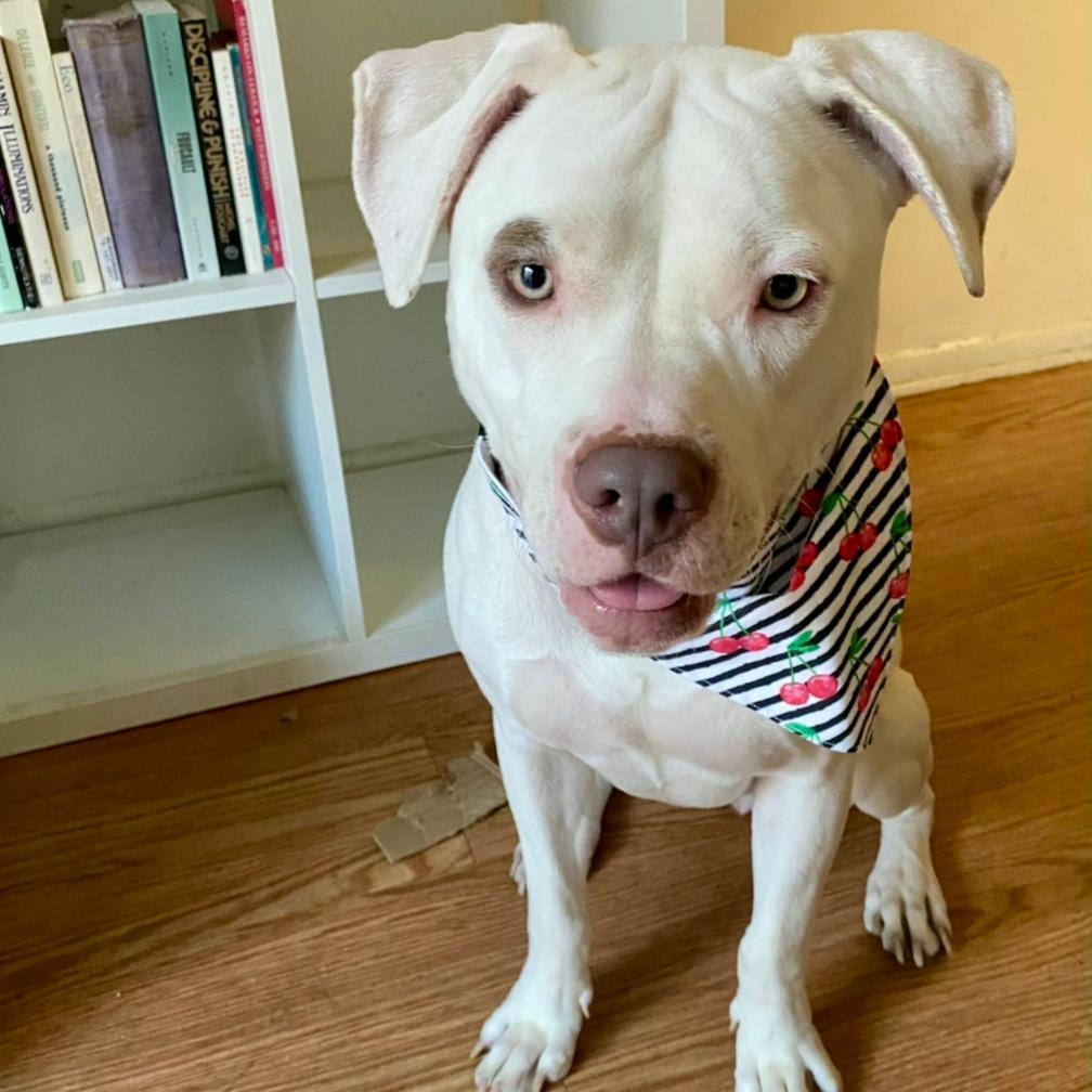 LOTTIE, Adoptable, Adult Female Pit Bull Terrier.