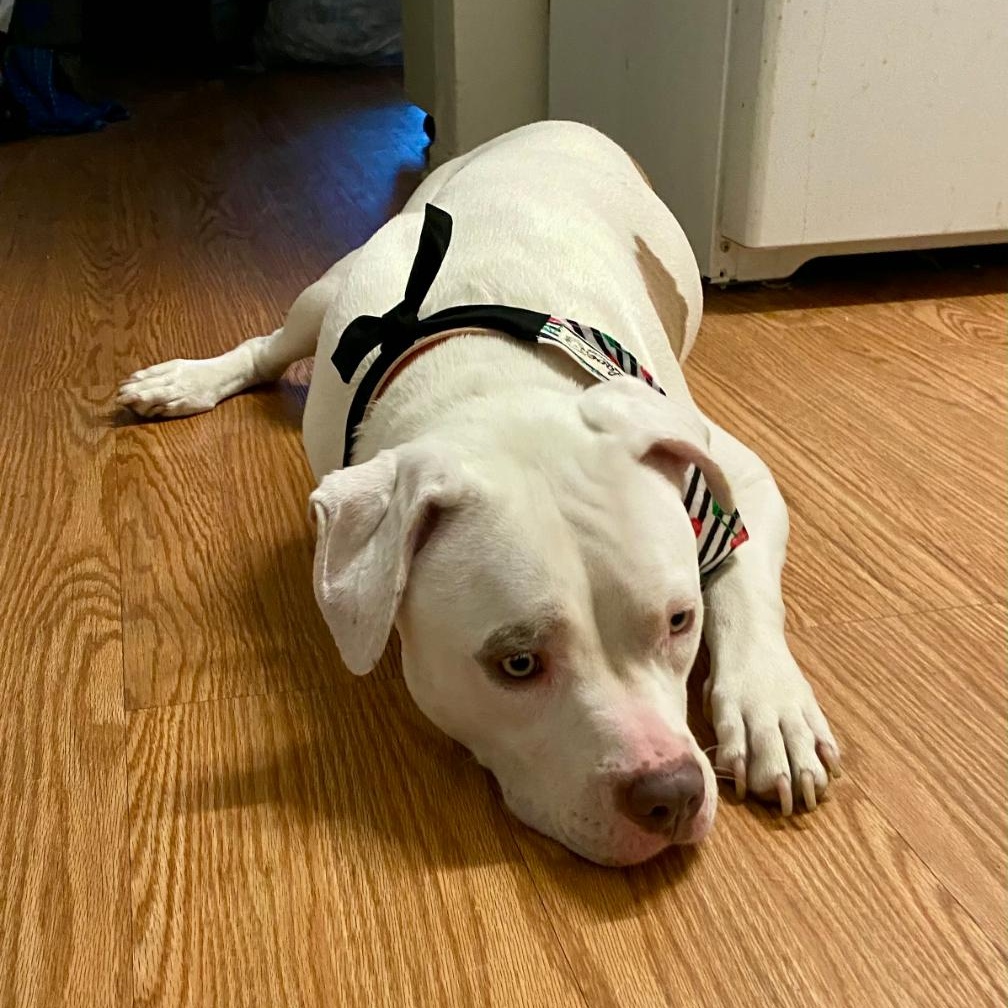 LOTTIE, a Adoptable Pit Bull Terrier in Ontario, CA image 3/3