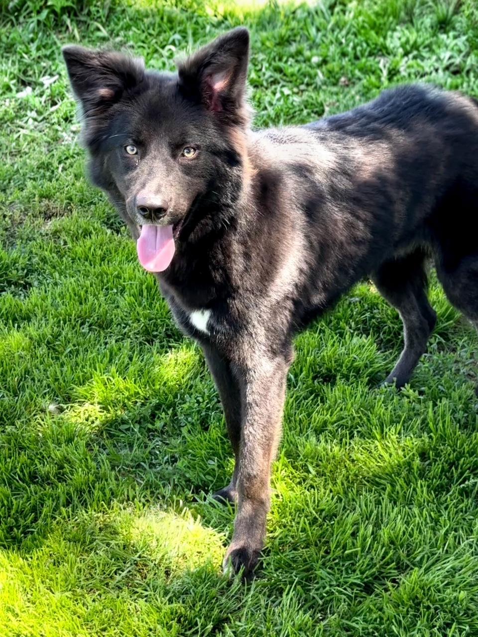 Fila, ADOPTABLE, Young Female Shepherd & Retriever.