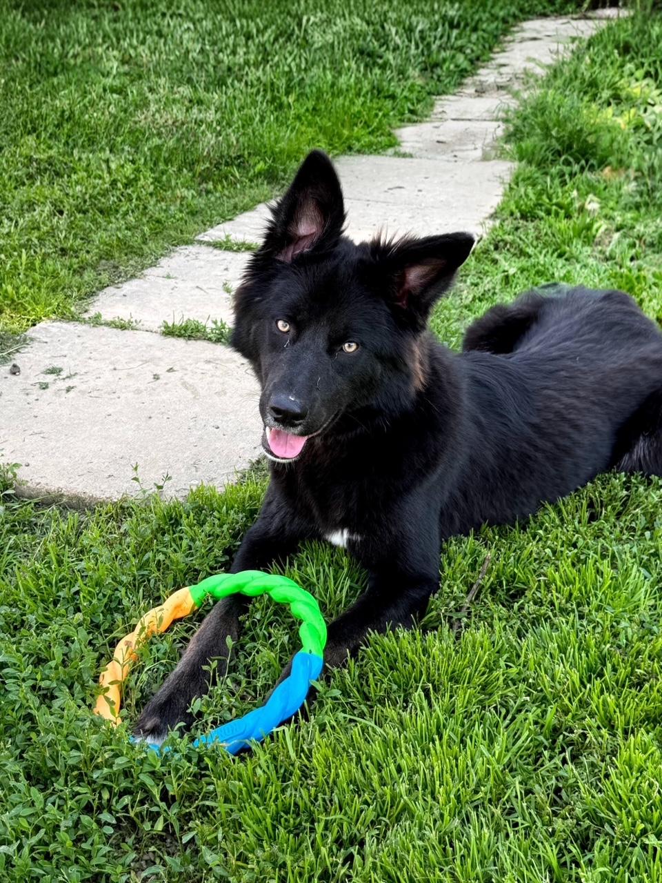 Enlarge Fila, a ADOPTABLE mixed breed in East Sparta, OH image 2/2