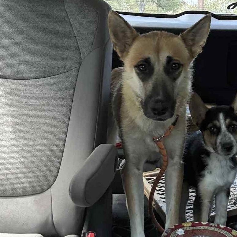 Honey, an adoptable German Shepherd Dog in Newport, OR, 97365 | Photo Image 6