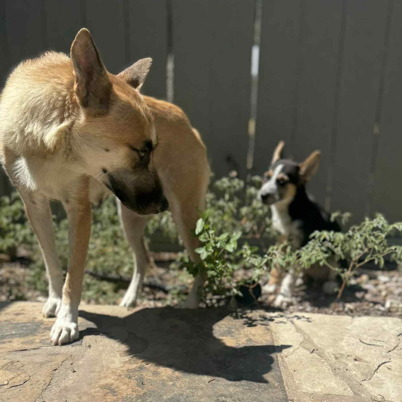 Honey, an adoptable German Shepherd Dog in Newport, OR, 97365 | Photo Image 4