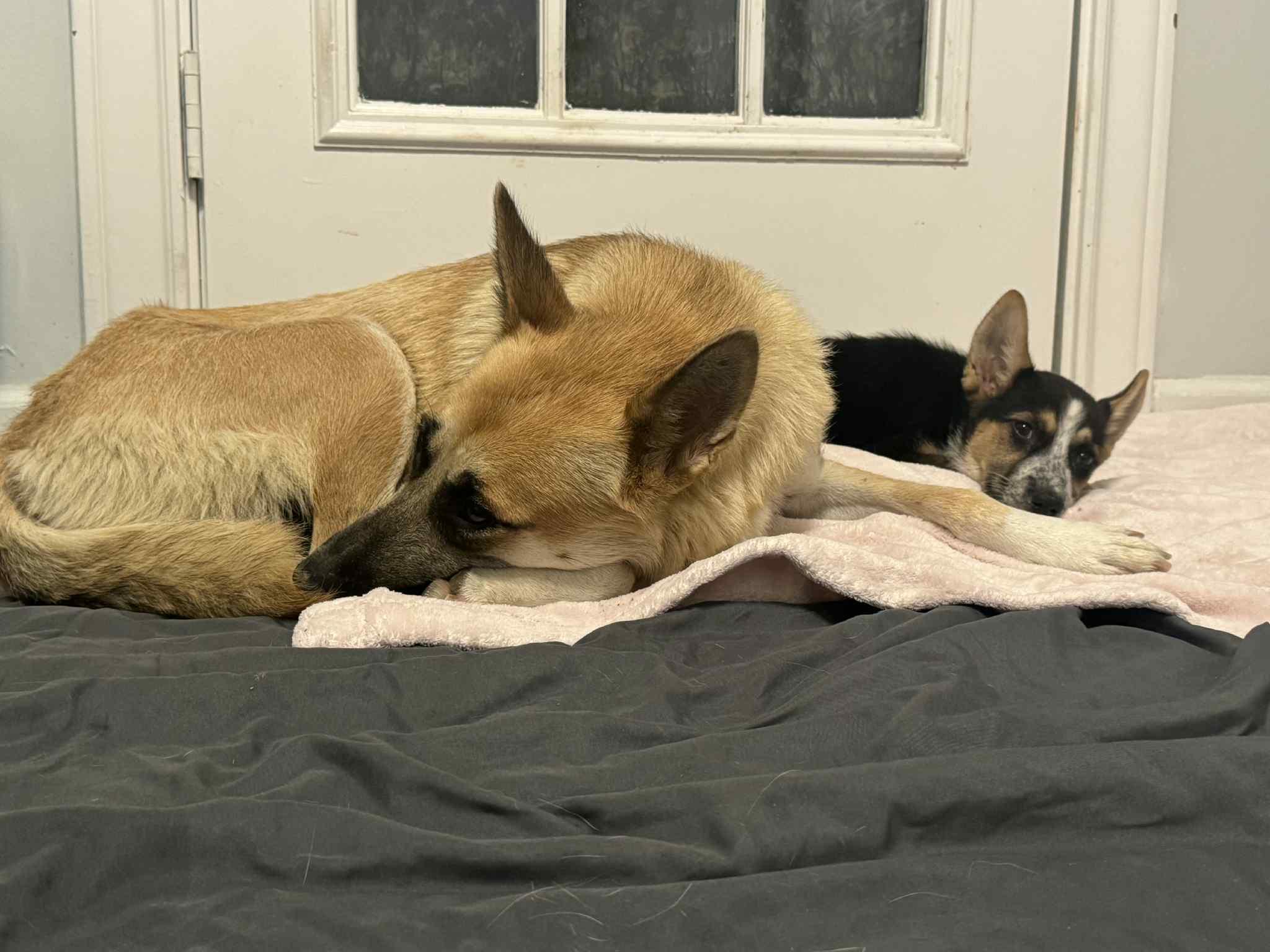 Honey, an adoptable German Shepherd Dog in Newport, OR, 97365 | Photo Image 5