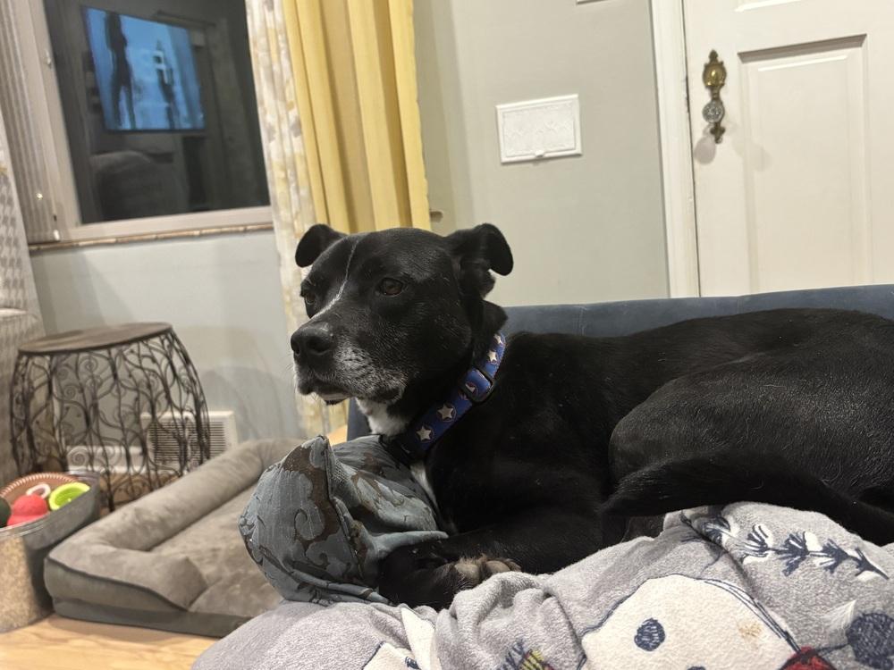 Enlarge Rocky, a Adoptable mixed breed in Lafayette, CO image 1/4