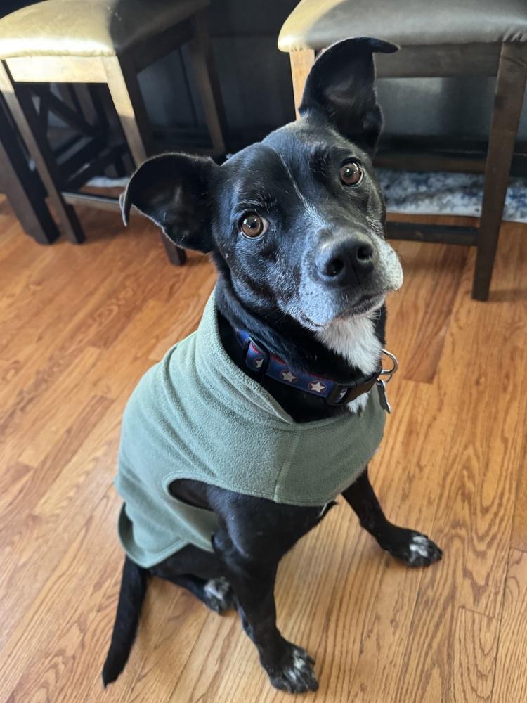 Rocky, Adoptable, Adult Male Labrador Retriever & Terrier.