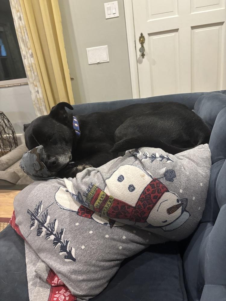 Enlarge Rocky, a Adoptable mixed breed in Lafayette, CO image 2/4