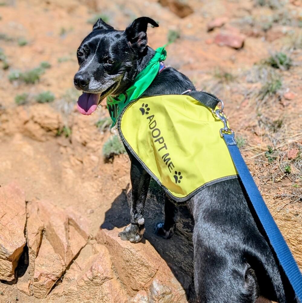 Enlarge Rocky, a Adoptable mixed breed in Lafayette, CO image 2/6