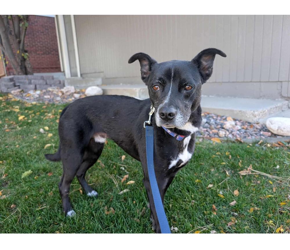 Enlarge Rocky, a Adoptable mixed breed in Lafayette, CO image 3/4