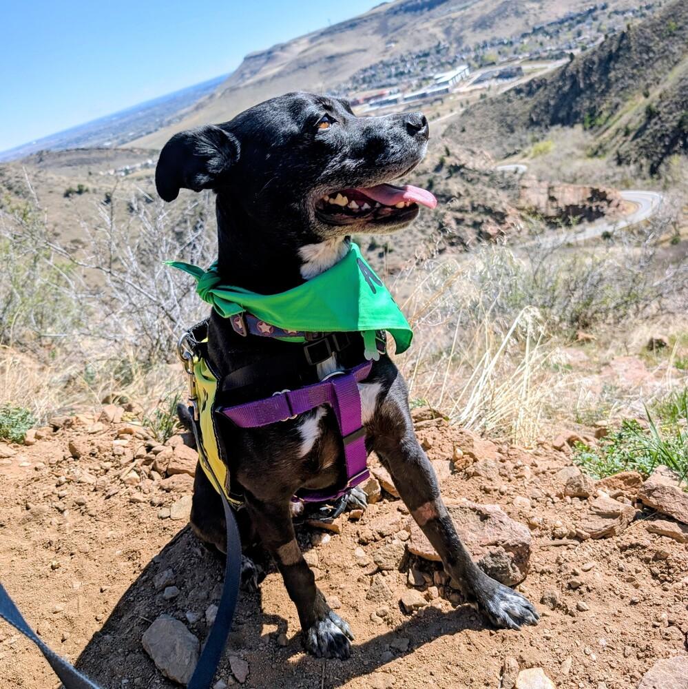 Enlarge Rocky, a Adoptable mixed breed in Lafayette, CO image 3/6