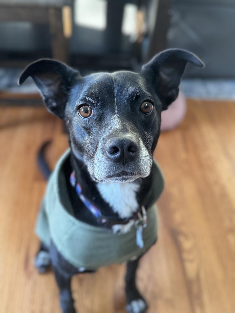 Enlarge Rocky, a Adoptable mixed breed in Lafayette, CO image 5/6