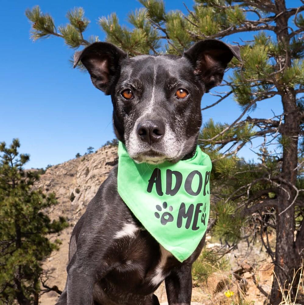Enlarge Rocky, a Adoptable mixed breed in Lafayette, CO image 5/6