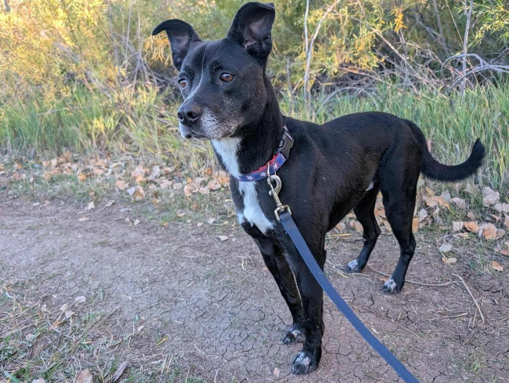 Enlarge Rocky, a Adoptable mixed breed in Lafayette, CO image 4/4