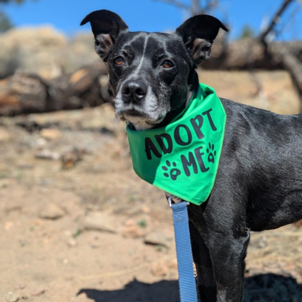 Enlarge Rocky, a Adoptable mixed breed in Lafayette, CO image 6/6