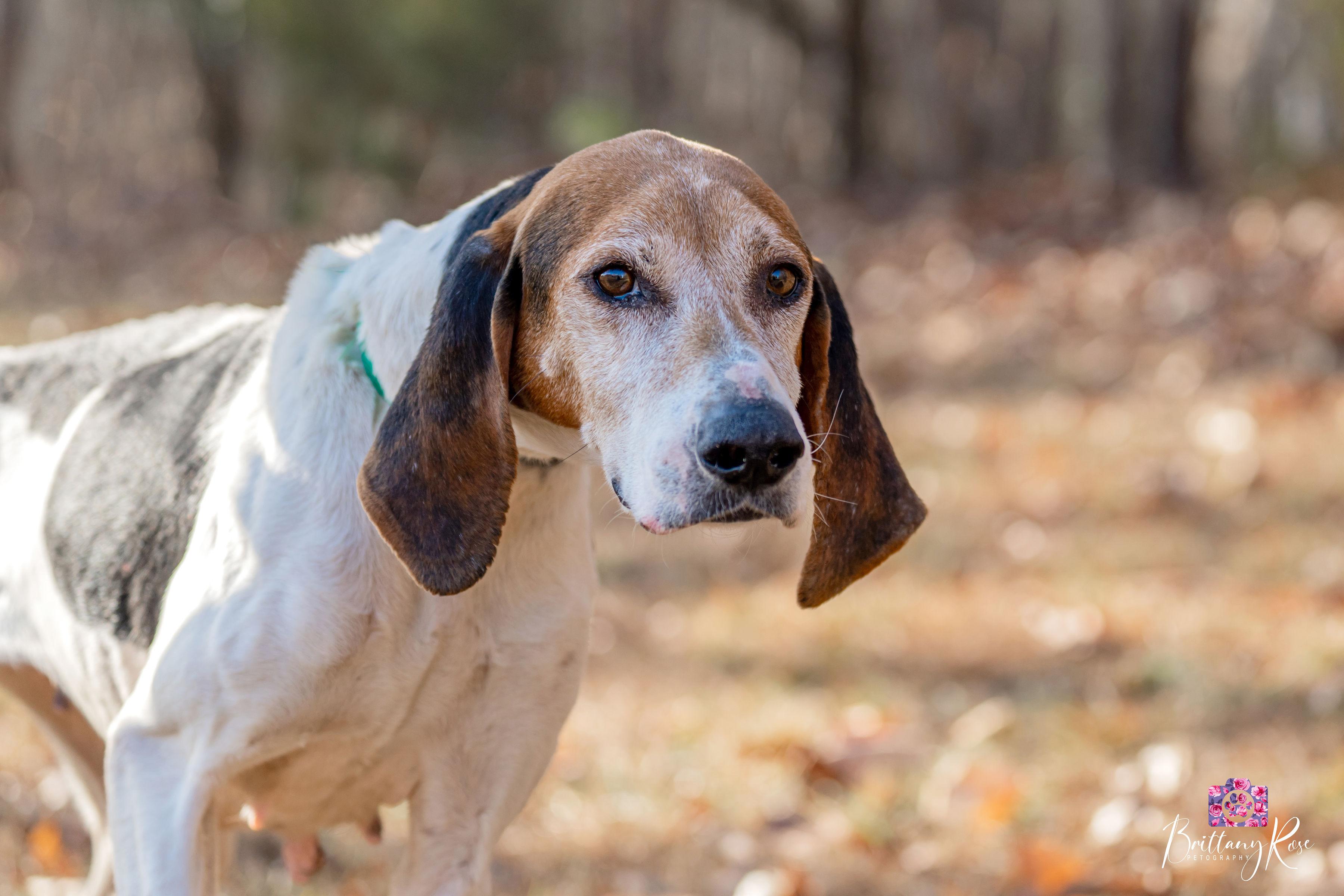 Enlarge Cindy Lou Who , a ADOPTABLE Coonhound in Powhatan, VA image 5/5