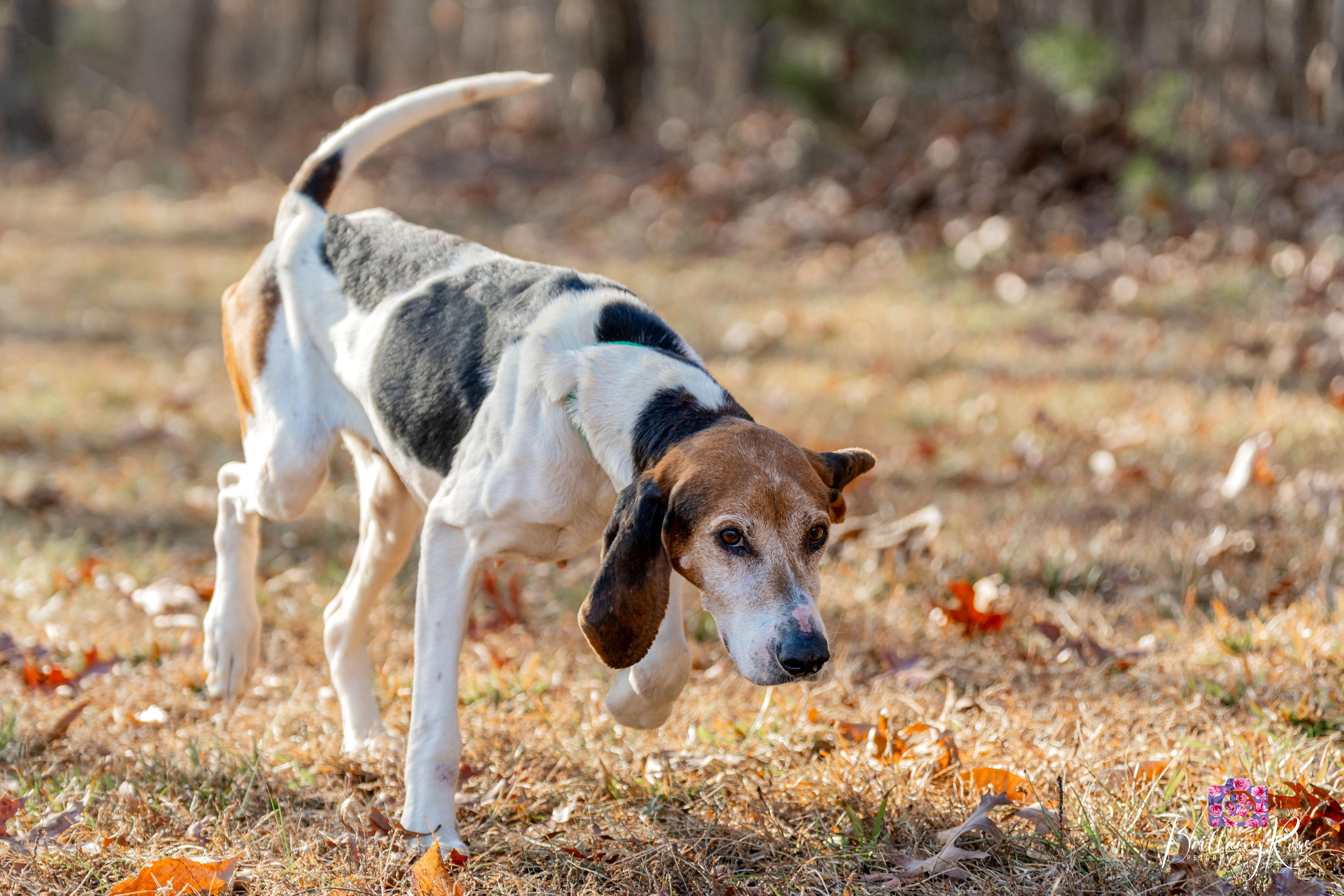 Enlarge Cindy Lou Who , a ADOPTABLE Coonhound in Powhatan, VA image 4/5