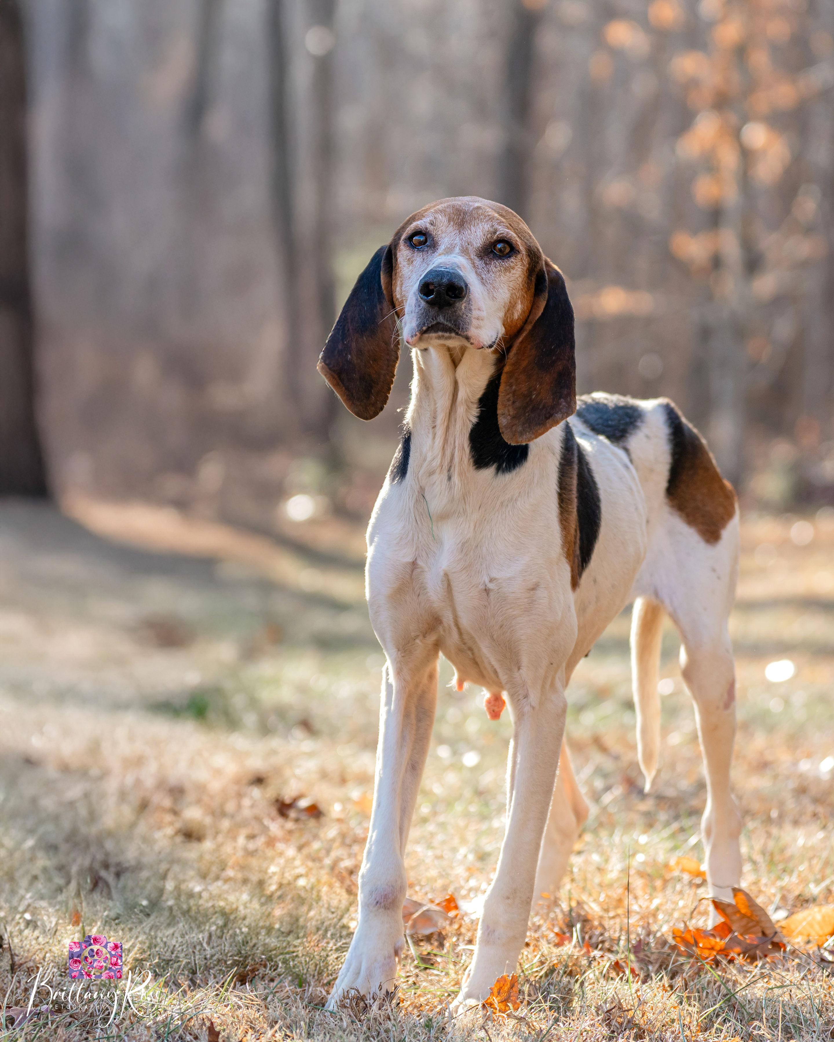 Enlarge Cindy Lou Who , a ADOPTABLE Coonhound in Powhatan, VA image 1/5